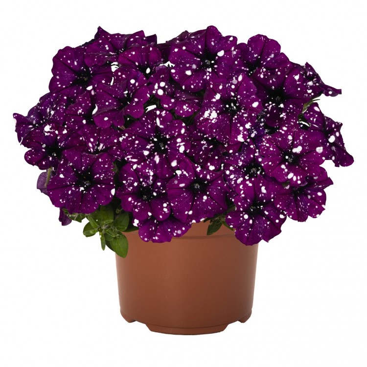 Petunia Surprise "Sparkling Purple" - во саксија Ø18